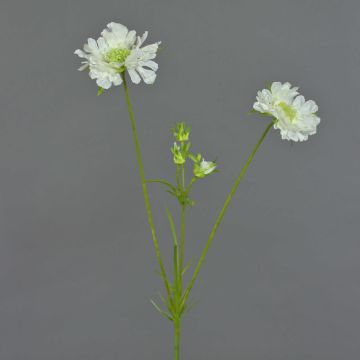 Artificial Scabiosa ANDIA, white, 80cm, Ø8–10cm Artificial Scabiosa ANDIA, white, 80cm, Ø8–10cm