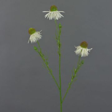 Artificial coneflower branch CELIO, cream, 70 cm, Ø 6–7 cm Artificial coneflower branch CELIO, cream, 70 cm, Ø 6–7 cm