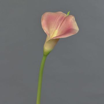 MIRAC artificial calla lily, pink-yellow, 75cm, 12x15cm