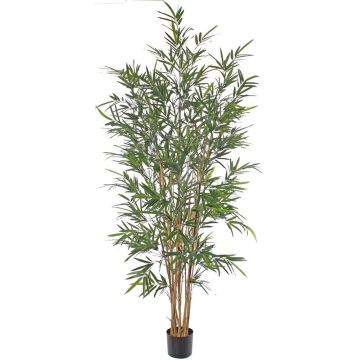 Artificial bamboo LUCINE, real stems, crossdoor, 195cm Artificial bamboo LUCINE, real stems, crossdoor, 195cm