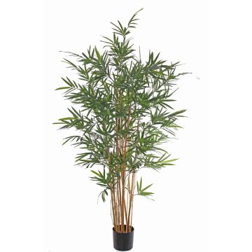Faux bamboo LUCINE, real stems, crossdoor, 230 cm Faux bamboo LUCINE, real stems, crossdoor, 230 cm
