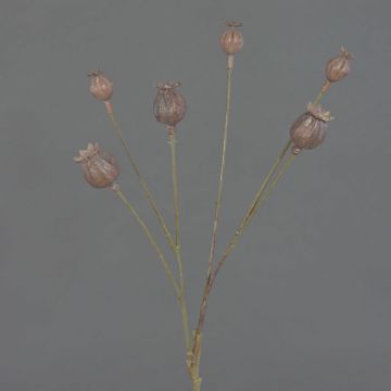 Decorative poppy capsules ASUMAN, brown, 70 cm, Ø 2–3 cm Decorative poppy capsules ASUMAN, brown, 70 cm, Ø 2–3 cm