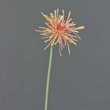 Artificial chrysanthemum SUSUMU, peach-pink, 60cm, Ø14cm Artificial chrysanthemum SUSUMU, peach-pink, 60cm, Ø14cm