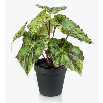 Artificial plant: leaf begonia MEIRA, green and black, 10"/25cm Artificial plant: leaf begonia MEIRA, green and black, 10"/25cm