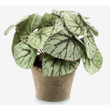 Artificial plant, leaf begonia MEIRA in a terracotta pot, bushy, green-grey, 10"/25cm