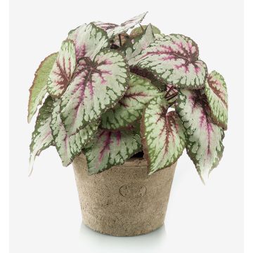 Artificial plant: MEIRA leaf begonia in a terracotta pot, bushy, green-pink, 10"/25cm
