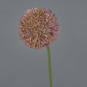 Artificial Allium NATASHA, purple, 65cm, Ø10cm Artificial Allium NATASHA, purple, 65cm, Ø10cm