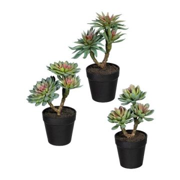 Artificial succulent arrangement DRULKE in a decorative pot, 3 pieces, green-pink, 8.3"-9.1"/21-23cm