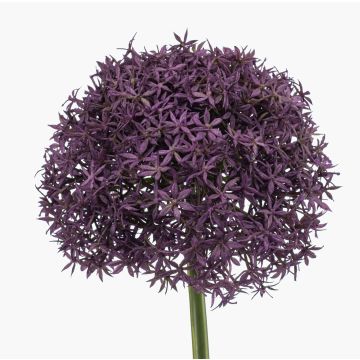 Artificial Allium flower, PRAXEN, dark purple, 90 cm Artificial Allium flower, PRAXEN, dark purple, 90 cm