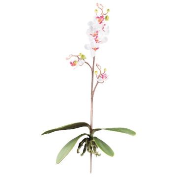 Decorative Phalaenopsis orchid MALZA, spike, roots, white-purple, 22"/55cm
