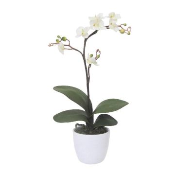 Decorative Phalaenopsis orchid MALZA, spike, roots, cream, 22"/55cm