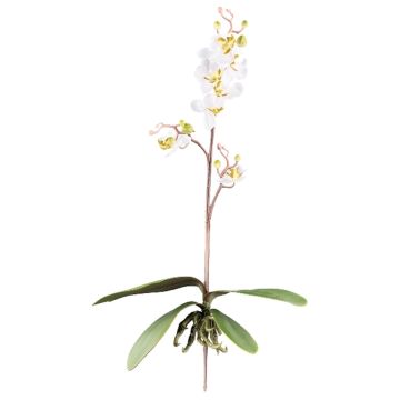 Decorative Phalaenopsis orchid MALZA, spike, roots, cream, 22"/55cm Decorative Phalaenopsis orchid MALZA, spike, roots, cream, 22"/55cm