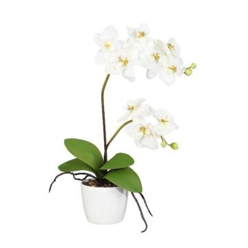 False Phalaenopsis orchid MORLEK, ceramic pot, roots, cream, 24"/60cm