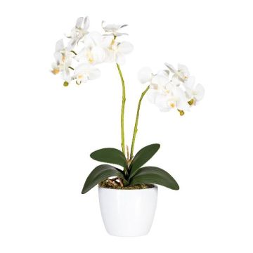 False Phalaenopsis orchid FRUXO, ceramic pot, roots, white, 20"/50cm