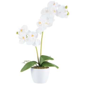 False Phalaenopsis orchid KRUZBER, ceramic pot, roots, white, 22"/55cm False Phalaenopsis orchid KRUZBER, ceramic pot, roots, white, 22"/55cm