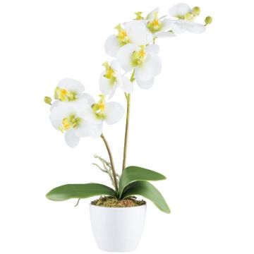 False Phalaenopsis orchid KRUZBER, ceramic pot, roots, white-green, 22"/55cm False Phalaenopsis orchid KRUZBER, ceramic pot, roots, white-green, 22"/55cm