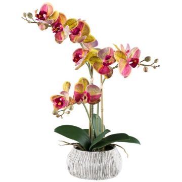 False Phalaenopsis orchid BLORVEN, cement bowl, roots, yellow-fuchsia, 20"/50cm