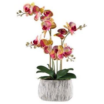 False Phalaenopsis orchid BLORVEN, cement bowl, roots, yellow-fuchsia, 22"/55cm False Phalaenopsis orchid BLORVEN, cement bowl, roots, yellow-fuchsia, 22"/55cm