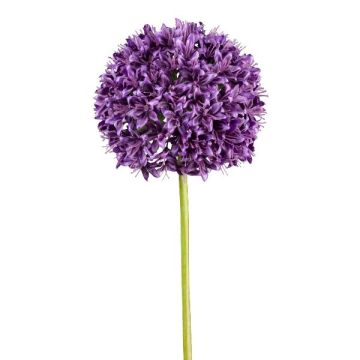 Decorative flower Allium KLATE, violet, 3ft/90cm
