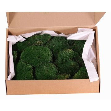 Real flat moss DIMITRA, green, 800g, 0.15 m² Real flat moss DIMITRA, green, 800g, 0.15 m²