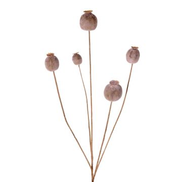 Artificial poppy capsule FILOMELA, light brown, 75cm, Ø2–3.5cm Artificial poppy capsule FILOMELA, light brown, 75cm, Ø2–3.5cm