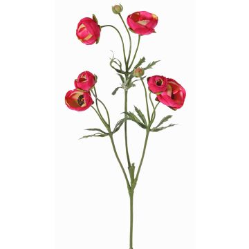 Velvet ranunculus YARIS, pink-green, 65 cm, Ø 3–4.5 cm