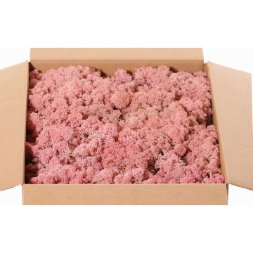 Icelandic natural moss SVEINBJÖRN, pink, 2.7kg Icelandic natural moss SVEINBJÖRN, pink, 2.7kg