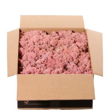 Icelandic natural moss SVEINBJÖRN, pink, 2.7kg