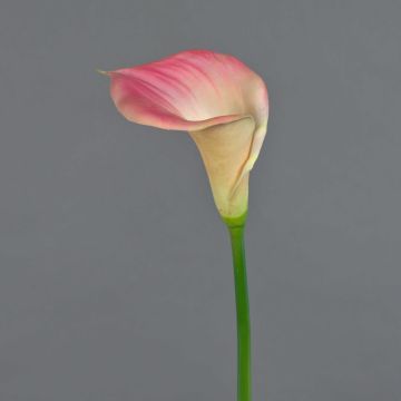 Artificial calla lily DAISCHI, pink-cream, 70cm, 11x14cm