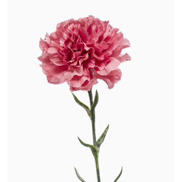 Artificial carnation NIRUSHA, dusky pink, 65cm, Ø9cm