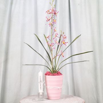 Say it with flowers part 1