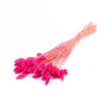 Dried grass Phalaris BRAGILA, bunch, fuchsia, 20"-30"/50-75cm, Ø4.7"/12cm Dried grass Phalaris BRAGILA, bunch, fuchsia, 20"-30"/50-75cm, Ø4.7"/12cm