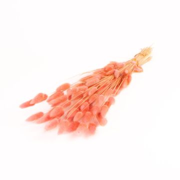 Dried grass BORKA, Lagurus bunch, dusky pink, 22"-30"/55-75cm, Ø4.7"/12cm