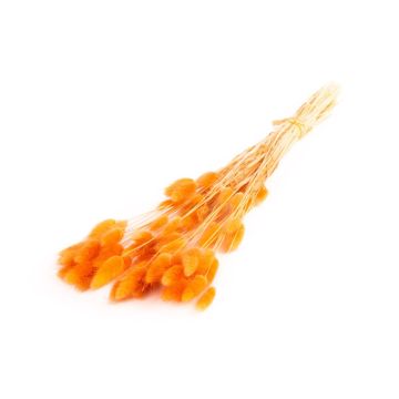Dried grass BORKA, Lagurus bunch, dark orange, 22"-30"/55-75cm, Ø4.7"/12cm