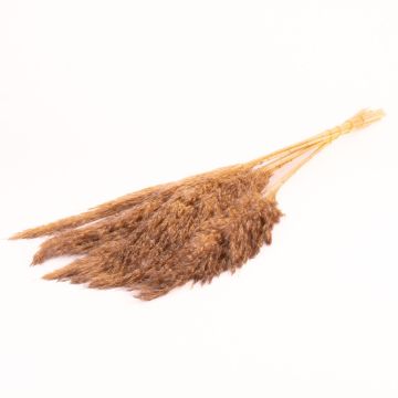 Dried bunch of reeds DONJETA, grey-beige, 28"-31"/70-80cm, Ø6"/15cm Dried bunch of reeds DONJETA, grey-beige, 28"-31"/70-80cm, Ø6"/15cm
