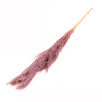 Dried pampas grass ANIAMI, purple, 4ft-5ft/130-140cm, Ø8"/20cm
