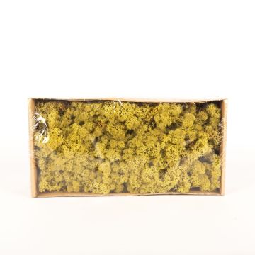 Icelandic natural moss SVEINBJÖRN, kiwi green, 500g