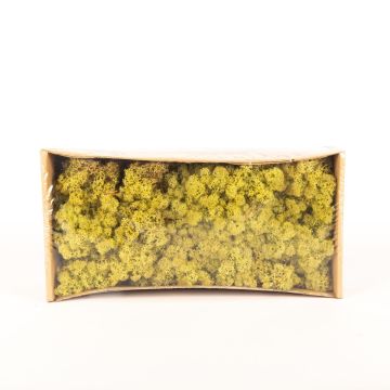 Icelandic natural moss SVEINBJÖRN, hops green, 500g