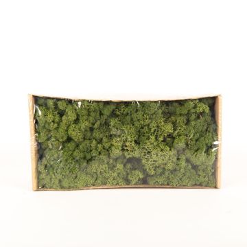 Natural Iceland lichen SVEINBJÖRN, green, 500g