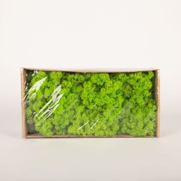 Icelandic natural moss SVEINBJÖRN, apple green, 500g