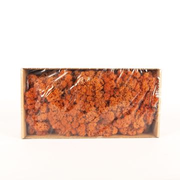 Icelandic natural moss SVEINBJÖRN, mango, 500g