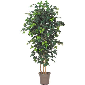 Artificial Ficus Benjamina LEONORET, real stems, green, 3ft/100cm - Made in Italy Artificial Ficus Benjamina LEONORET, real stems, green, 3ft/100cm - Made in Italy