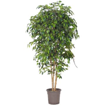 Decorative weeping fig LUDGARDIS, natural stems, green, 6ft/175cm - Made in Italy