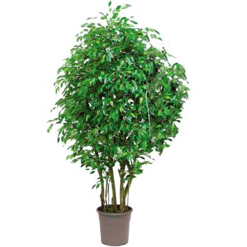 Decorative tree Weeping fig SORAVIA, natural stems, green, 6ft/175cm - Made in Italy