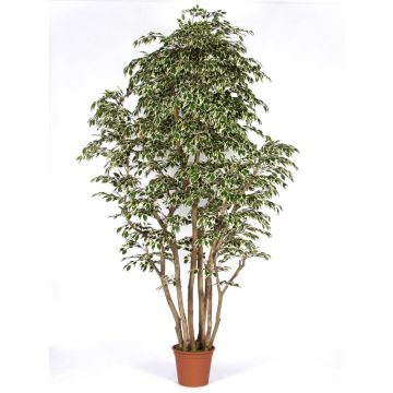 Decorative Ficus Benjamina MIMITIGO, real stems, green-white, 6ft/175cm - Made in Italy