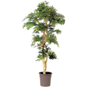 Artificial Japanese maple tree DANIIL, real stem, green-red, 6ft/185cm - Made in Italy