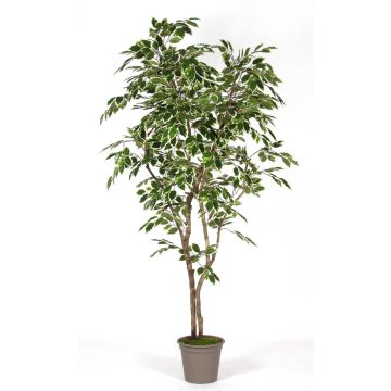 Artificial weeping fig BASILIO, real stems, green-white, 6ft/180cm - Made in Italy