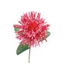Decorative pincushion protea ISLARTINA, red-fuchsia, 30"/75cm