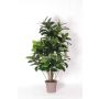False rubber tree LAURINTU, natural stems, green, 5ft/150cm - Made in Italy