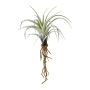 Decorative succulent Tillandsia stricta SNELDON with roots, green, 9"/22cm